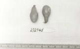 Click for 1 image(s) for this accession. FRUIT